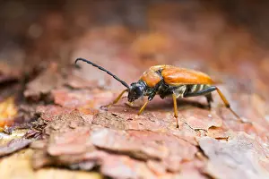 Images Dated 30th July 2013: Marco image of an insect