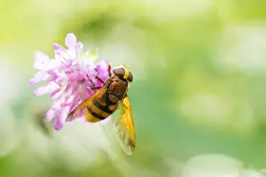 Slovenia Prints: Marco image of an insect
