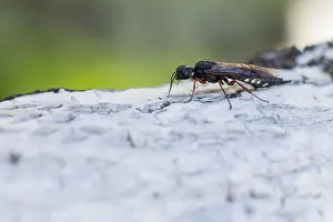 Images Dated 19th June 2019: Marco image of an insect