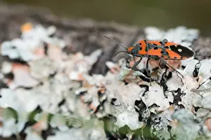 Images Dated 8th August 2019: Marco image of an insect