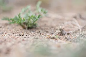 Images Dated 8th June 2019: Marco image of an insect