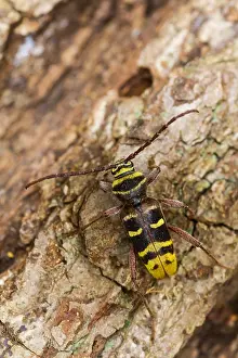 Images Dated 17th July 2013: Marco image of an insect