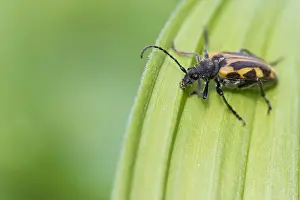 Images Dated 10th June 2016: Marco image of an insect
