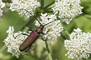 Images Dated 22nd July 2013: Marco image of an insect