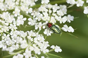 Images Dated 21st July 2013: Marco image of an insect