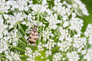 Images Dated 9th July 2013: Marco image of an insect