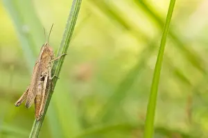 Images Dated 1st August 2019: Marco image of an insect