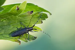 Images Dated 3rd June 2015: Marco image of an insect