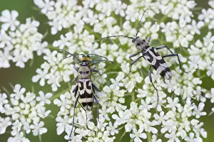 Images Dated 13th August 2013: Marco image of an insect