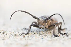 Images Dated 19th June 2019: Marco image of an insect