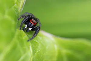 Images Dated 30th May 2015: Marco image of an insect
