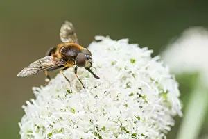 Slovenia Prints: Marco image of an insect