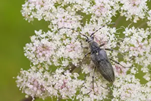 Images Dated 12th August 2013: Marco image of an insect