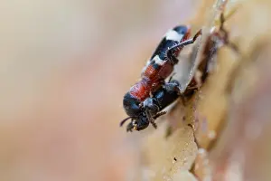 Images Dated 22nd April 2014: Marco image of an insect