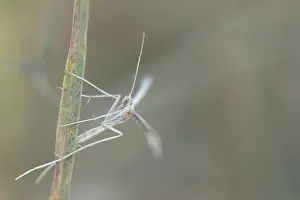 Romania Prints: Marco image of an insect