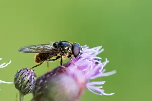 Slovenia Prints: Marco image of an insect