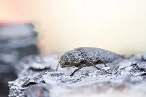 Wirbellose Prints: Marco image of an insect