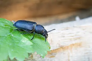 Images Dated 5th July 2013: Marco image of an insect