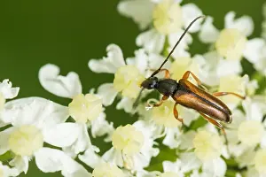 Images Dated 3rd August 2019: Marco image of an insect