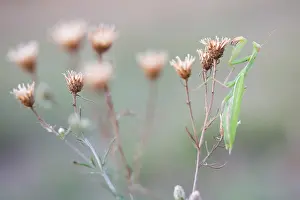 Images Dated 21st August 2018: Marco image of an insect
