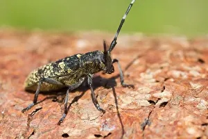 Images Dated 20th July 2013: Marco image of an insect