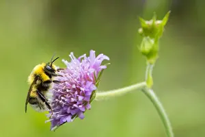 Images Dated 3rd August 2019: Marco image of an insect
