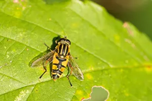 Images Dated 13th October 2019: Marco image of an insect