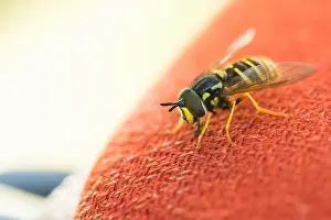 Images Dated 18th August 2019: Marco image of an insect
