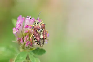Images Dated 8th August 2019: Marco image of an insect