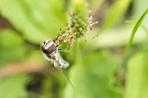 Images Dated 19th August 2019: Marco image of an insect