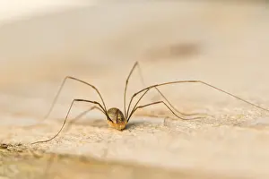 Images Dated 13th October 2019: Marco image of an insect