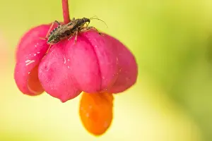 Images Dated 13th October 2019: Marco image of an insect