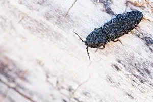 Images Dated 5th April 2018: Marco image of an insect