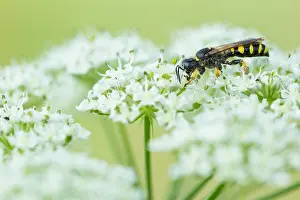 Images Dated 1st August 2019: Marco image of an insect
