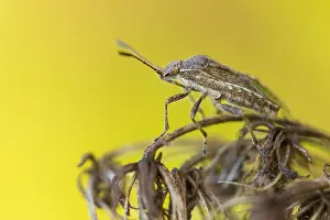 Images Dated 13th October 2019: Marco image of an insect