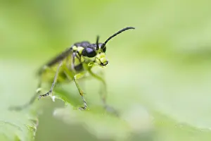 Images Dated 12th July 2014: Marco image of an insect