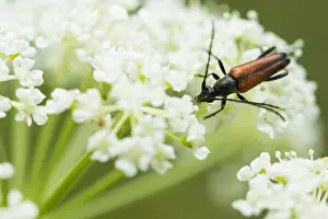 Images Dated 5th August 2019: Marco image of an insect