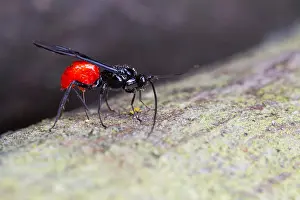 Images Dated 5th July 2013: Marco image of an insect