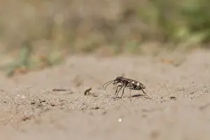 Images Dated 17th July 2013: Marco image of an insect