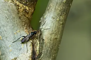 Images Dated 25th August 2019: Marco image of an insect