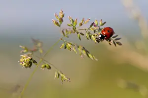 Images Dated 6th June 2013: Marco image of an insect