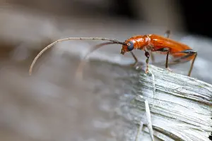 Images Dated 5th July 2013: Marco image of an insect