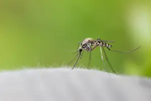 Images Dated 12th June 2016: Marco image of an insect