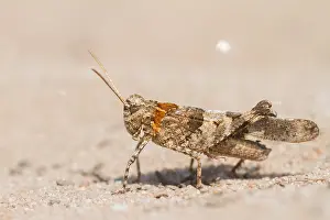 Images Dated 17th July 2013: Marco image of an insect