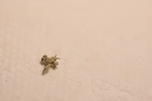 Images Dated 6th July 2019: Marco image of an insect