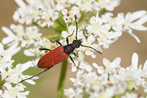 Images Dated 20th July 2013: Marco image of an insect