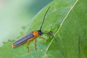 Images Dated 31st July 2013: Marco image of an insect