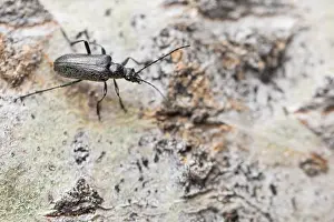 Images Dated 18th June 2019: Marco image of an insect