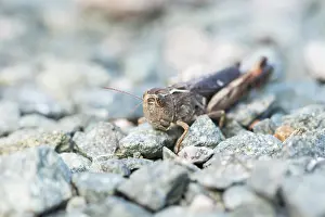 Images Dated 9th August 2019: Marco image of an insect