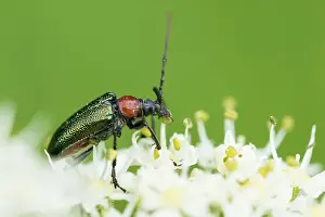 Images Dated 3rd August 2019: Marco image of an insect